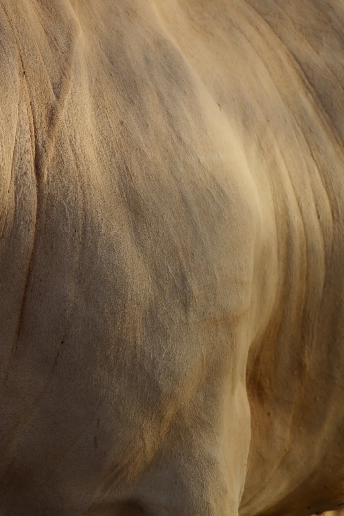 Close-up of a white bull's flank showing the natural hide surface — the continuous collagen fiber network of genuine cowhide is the source of leather's durability and aging properties that vegan alternatives cannot fully replicate